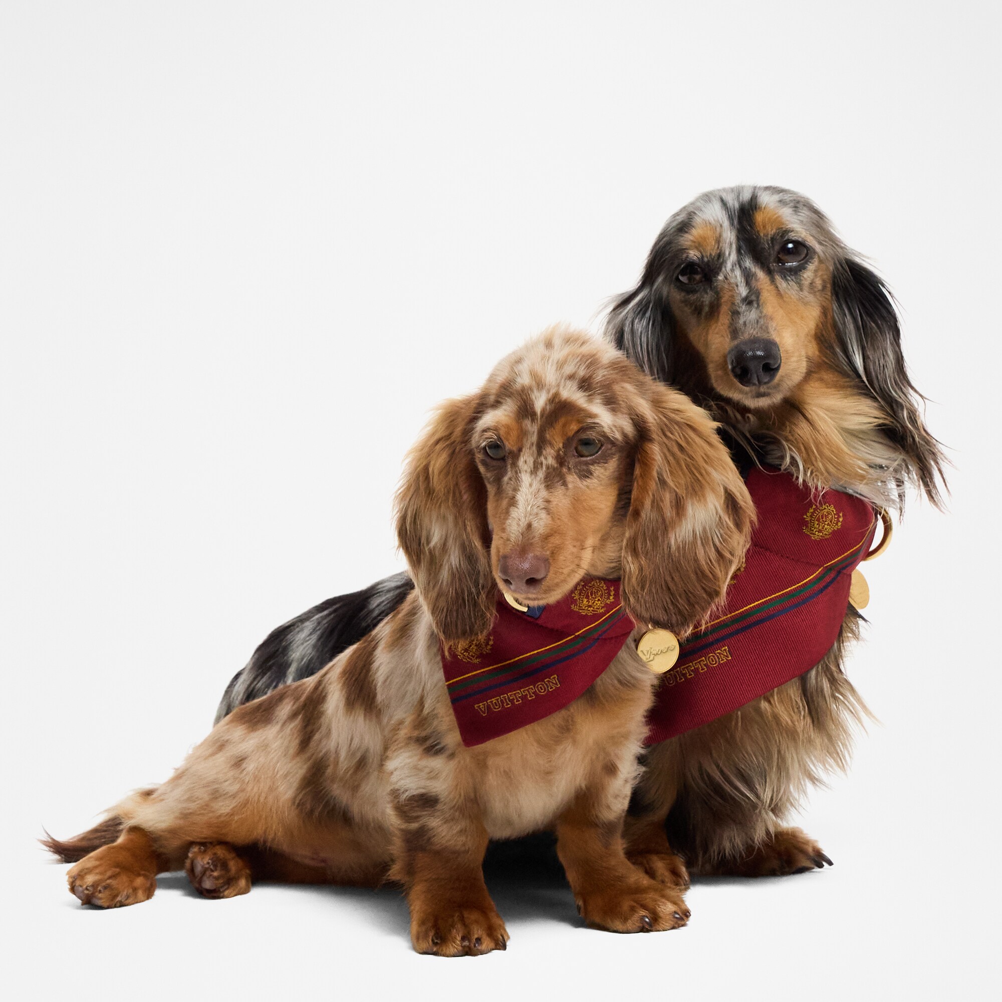  Acessórios para Pets } Bandana de Cachorro PM | Louis Vuitton ® (Zoom no Produto)