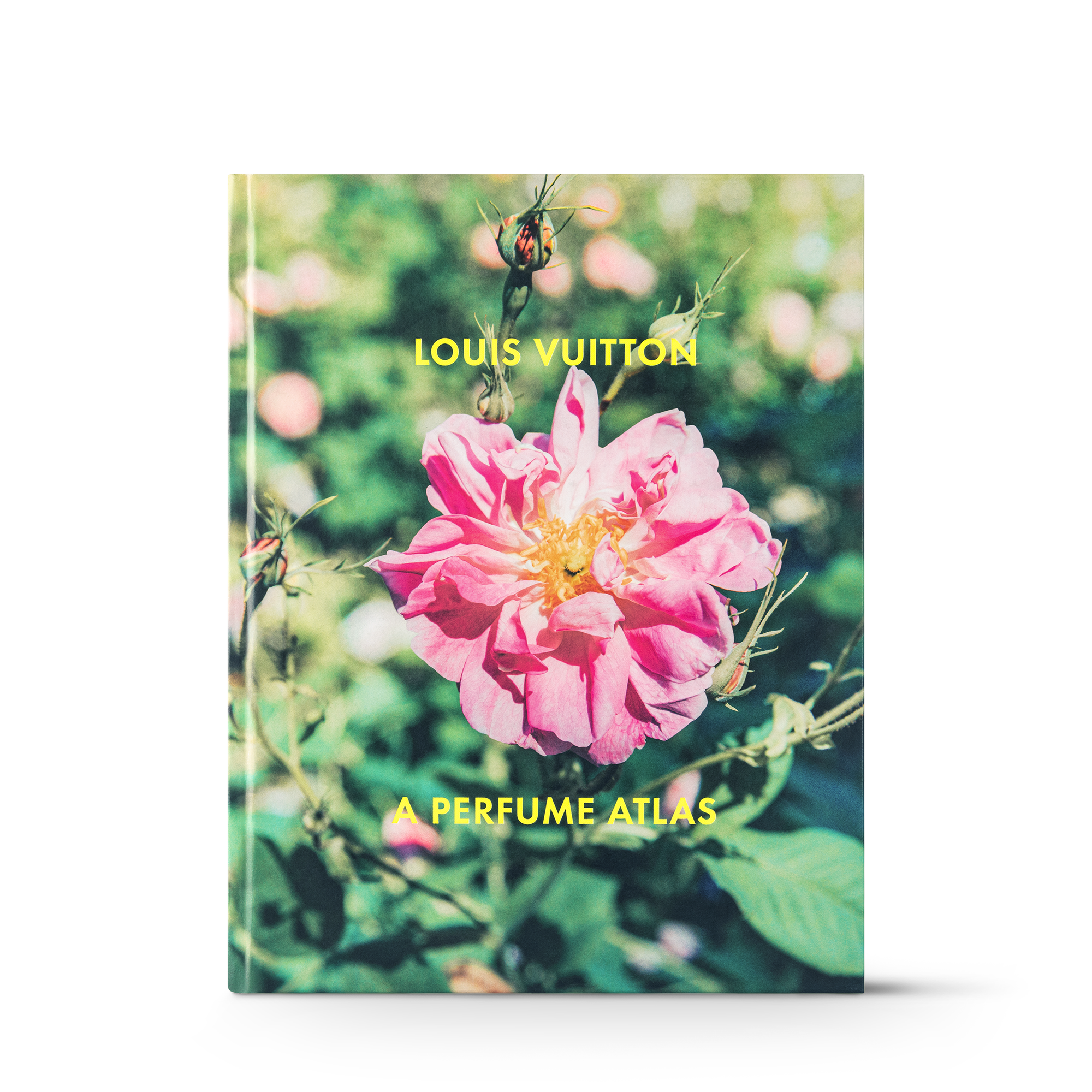 Rose (Indisponível)