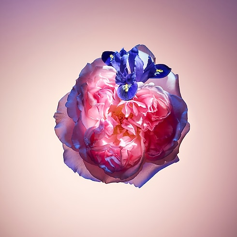 Coleções Perfumes Femininos Perfume Rose des Vents | Louis Vuitton ® (Zoom no Produto)